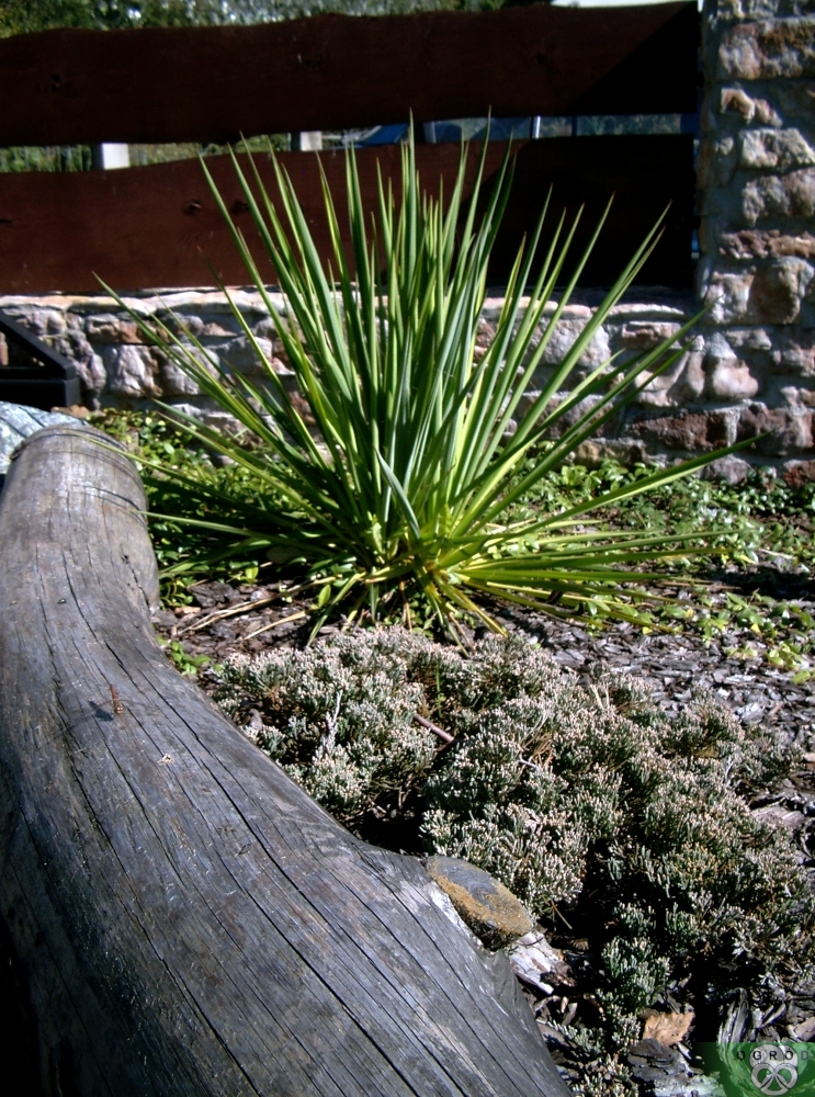 Juka karolińska [Yucca filamentosa]
