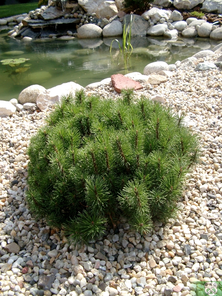 Sosna górska 'Mops' [Pinus mugo 'Mops']