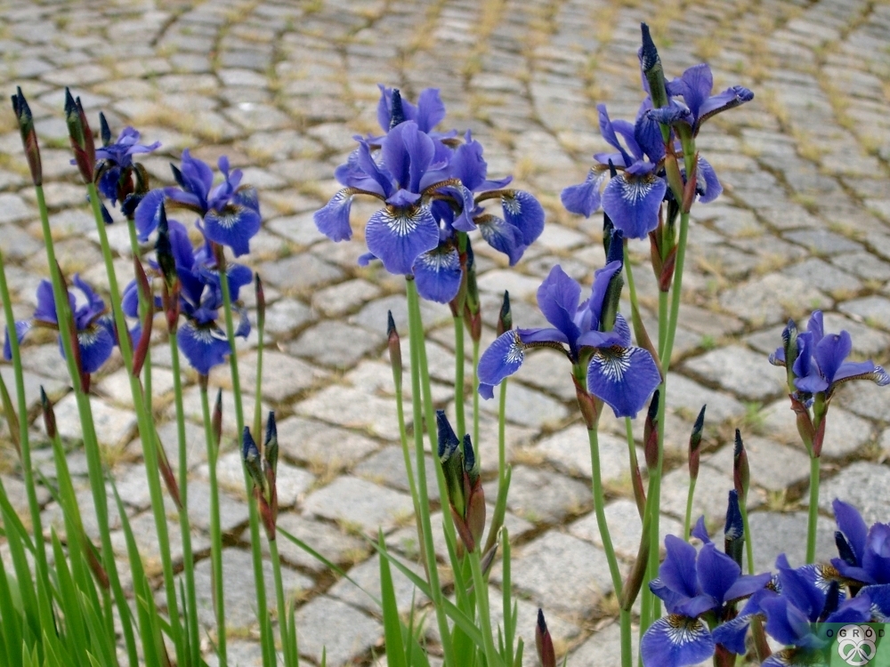 Kosaciec syberyjski [Iris sibirica]