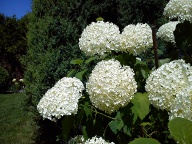 Hortensja drzewiasta 'Anabelle' [Hydrangea arborescens 'Anabelle']