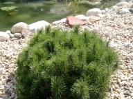 Sosna górska 'Mops' [Pinus mugo 'Mops']