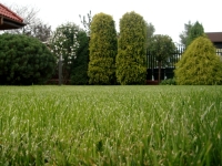 Odpowiednio pielęgnowany trawnik jest wspaniałą ozdoboą całego ogrodu.