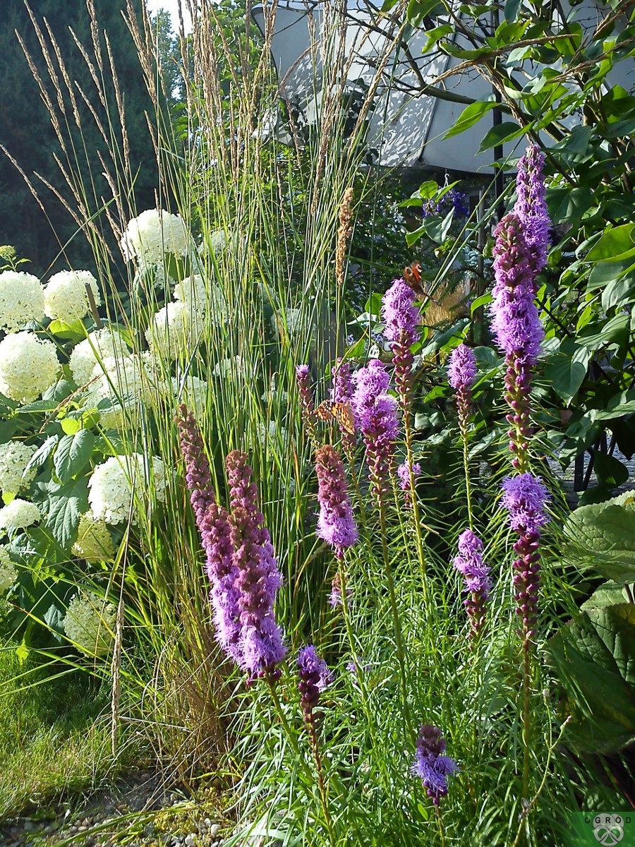 Liatra kłosowa [Liatris spicata]