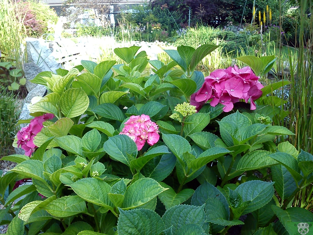 Hortensja ogrodowa [Hydrangea macrophylla]