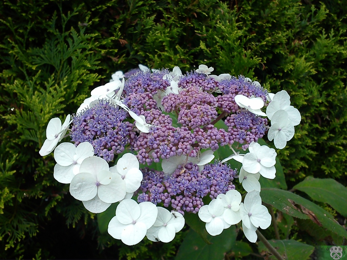 Hortensja omszona [Hydrangea aspera x villosa]