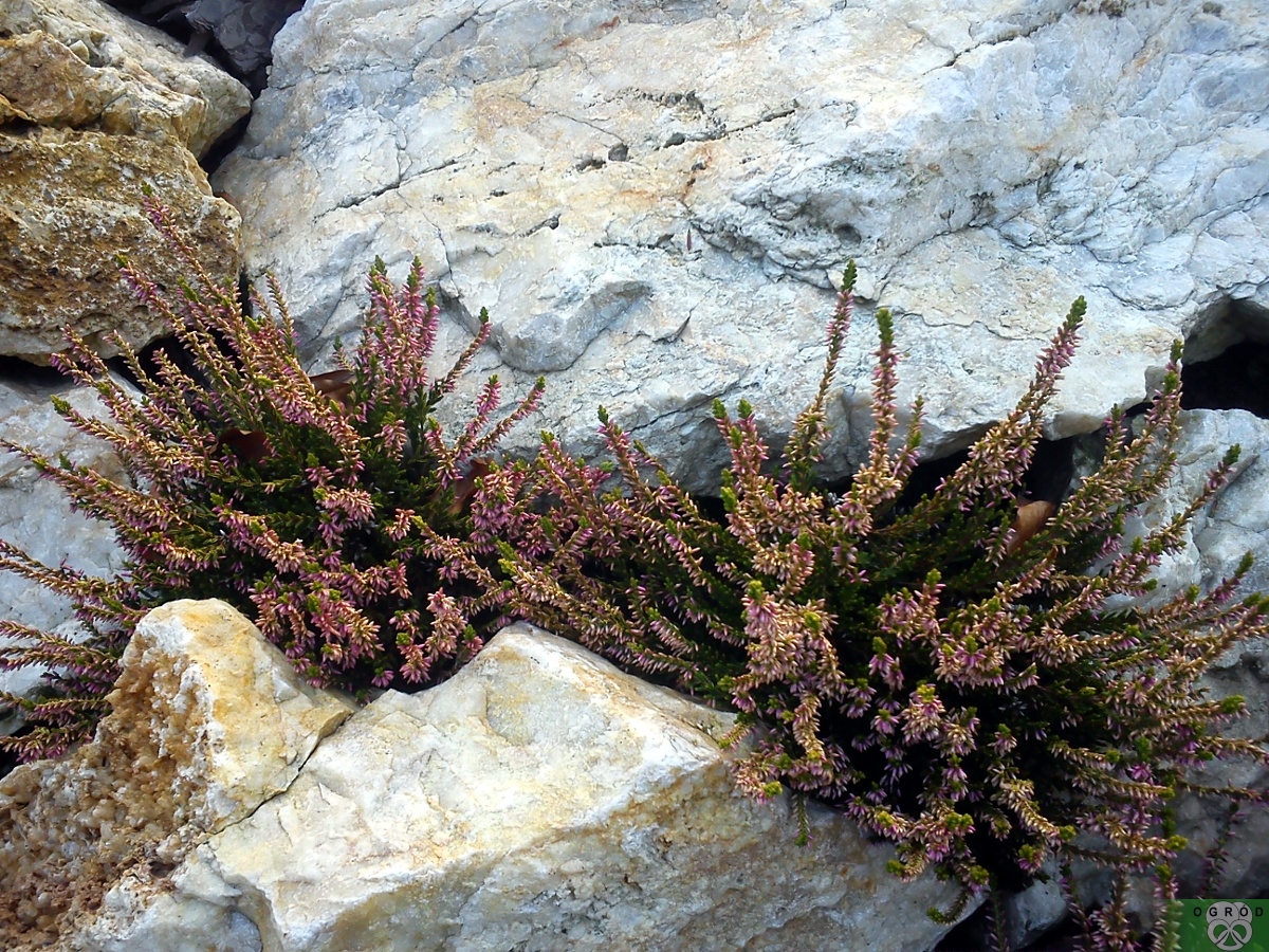 Wrzos [Calluna]