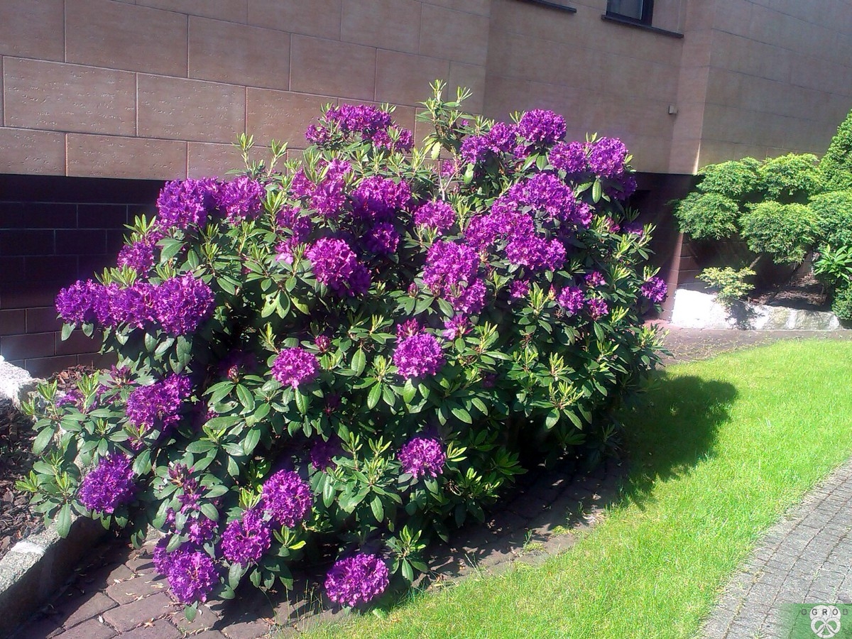 Rhododendron