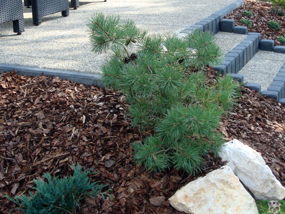 Sosna pospolita 'Gold Coin' [Pinus sylvestris 'Gold Coin']