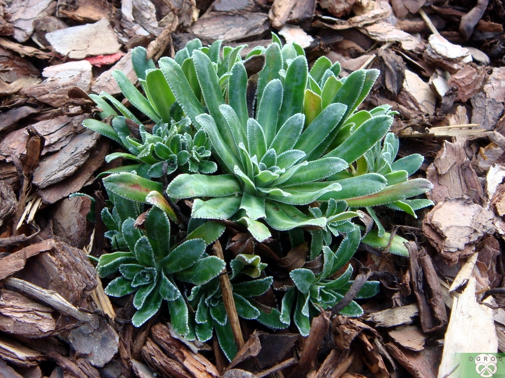 Skalnica gronkowa [Saxifraga paniculata]