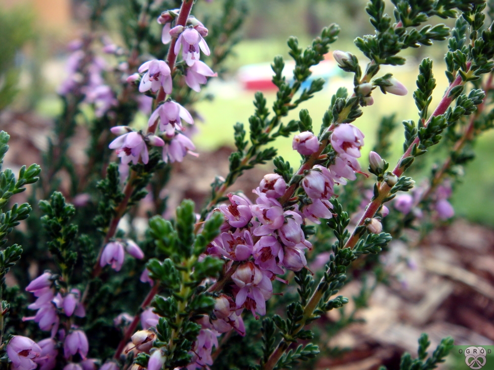 Wrzos pospolity [Calluna vulgaris]