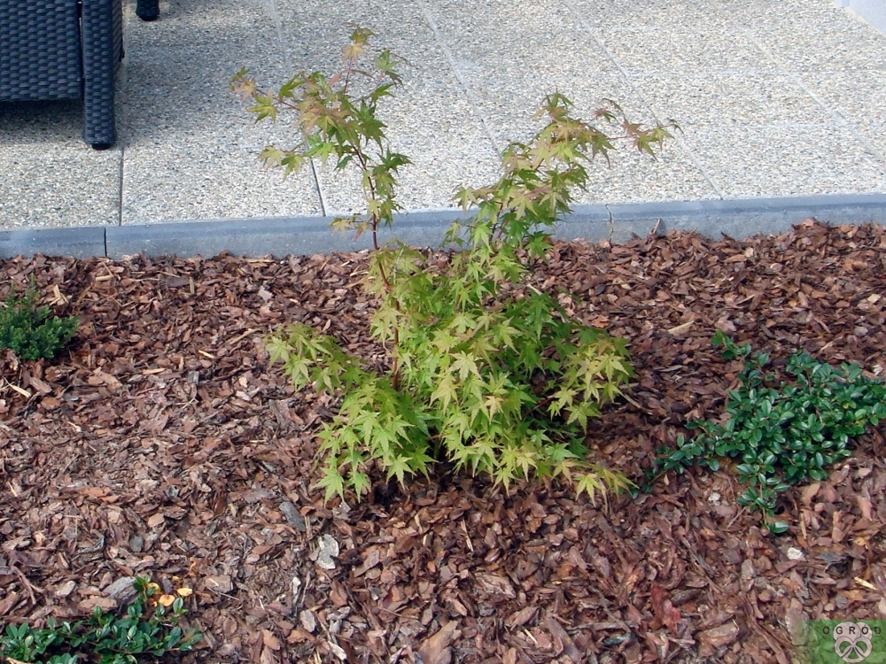 Klon palmowy [Acer palmatum]