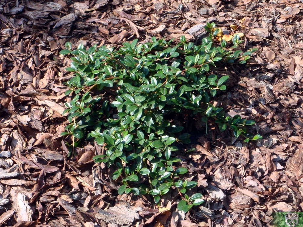 Irga Dammera 'Major' [Cotoneaster dammeri 'Major']