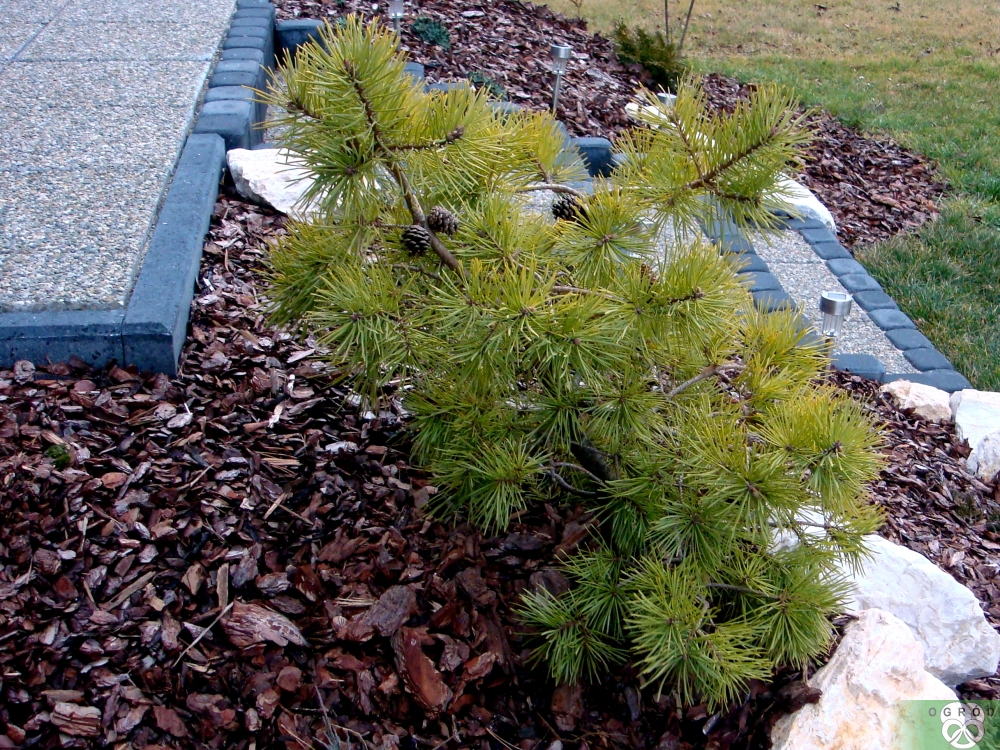 Sosna pospolita 'Gold Coin' [Pinus sylvestris 'Gold Coin']