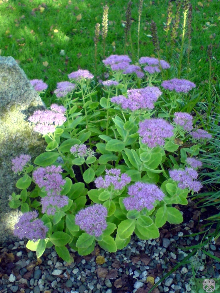 Rozchodnik okazały [Sedum spectabile]