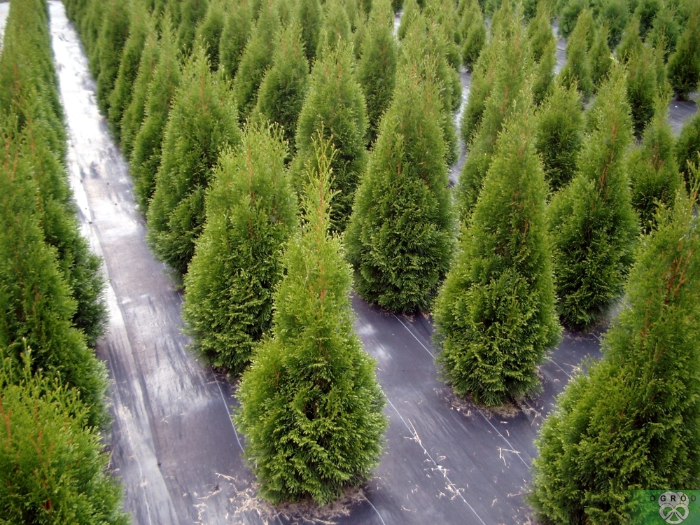 Żywotnik zachodni 'Smaragd' [Thuja occidentalis 'Smaragd']