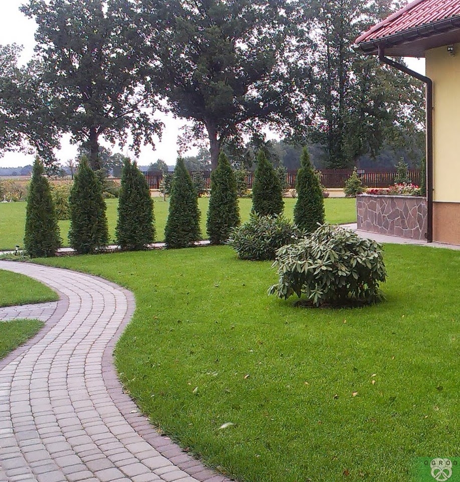 Różanecznik - ozdoba trawnika