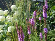 Liatra kłosowa [Liatris spicata]