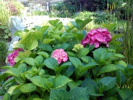 Hortensja ogrodowa [Hydrangea macrophylla]