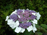 Hortensja omszona [Hydrangea aspera x villosa]