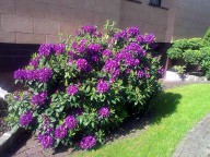 Rhododendron