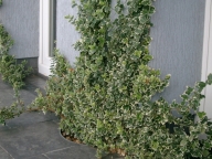 Ogród
