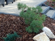 Sosna pospolita 'Gold Coin' [Pinus sylvestris 'Gold Coin']