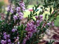 Wrzos pospolity [Calluna vulgaris]
