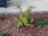 Klon palmowy [Acer palmatum]