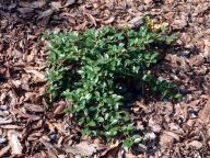 Irga Dammera 'Major' [Cotoneaster dammeri 'Major']