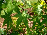 Liść klonu palmowego [Acer palmatum]