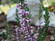 Wrzos pospolity [Calluna vulgaris] (zdj. jesień)