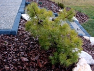 Sosna pospolita 'Gold Coin' [Pinus sylvestris 'Gold Coin']