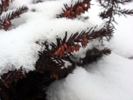 Wrzosiec czerwony [Erica carnea]