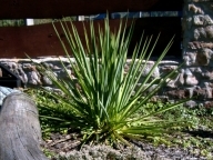 Juka karolińska [Yucca filamentosa]
