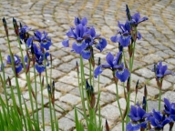 Kosaciec syberyjski [Iris sibirica]