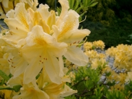 Azalia 'Golden Sunset' [Rhododendron 'Golden Sunset']