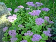 Rozchodnik okazały [Sedum spectabile]
