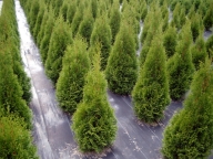 Żywotnik zachodni 'Smaragd' [Thuja occidentalis 'Smaragd']