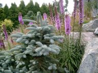 Jodła szlachetna 'Glauca' (szczepiona) [Abies procera 'Glauca'] i Liatra kłosowa [Liatris spicata]