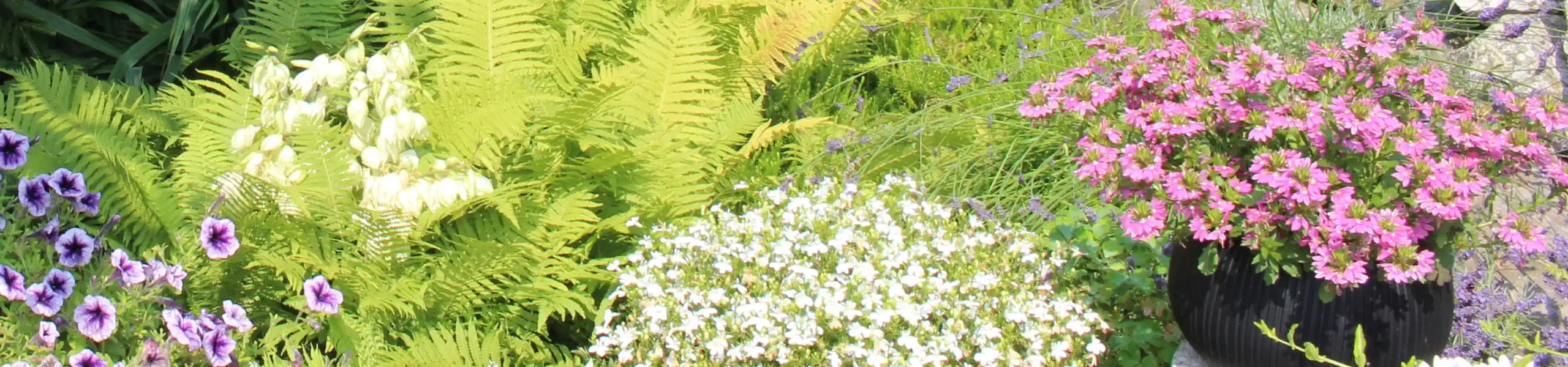 Byliny i kwiaty jednoroczne - rabata