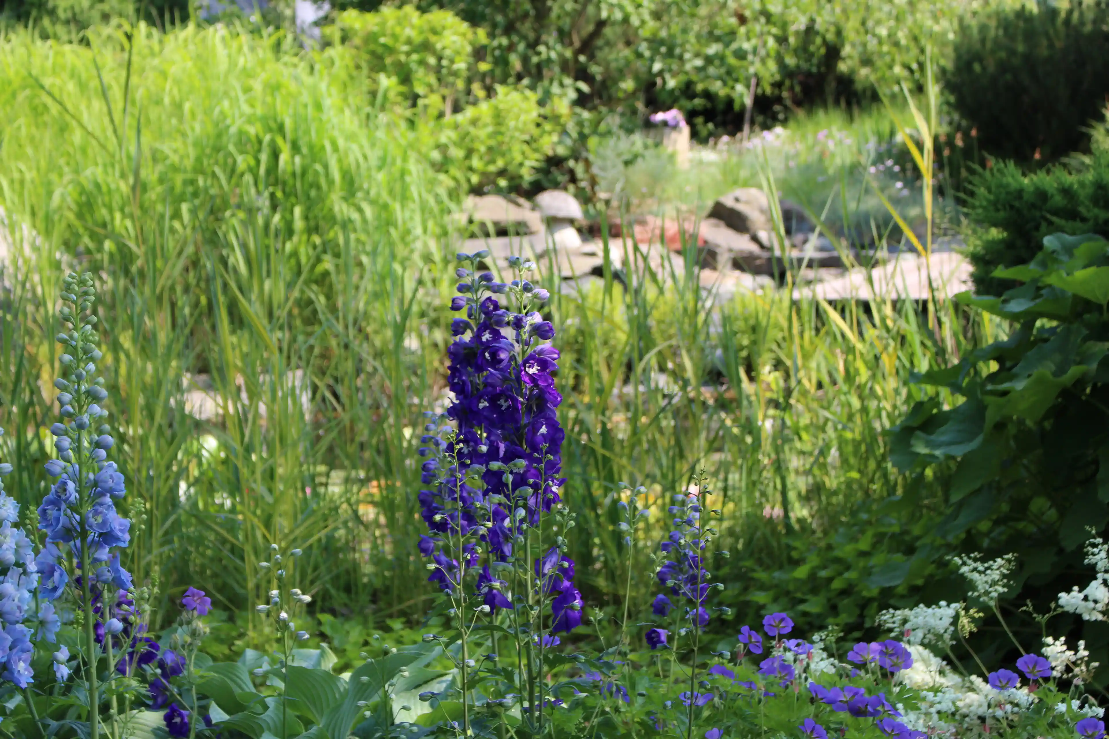 Ogród Ptakowice - trawy i byliny