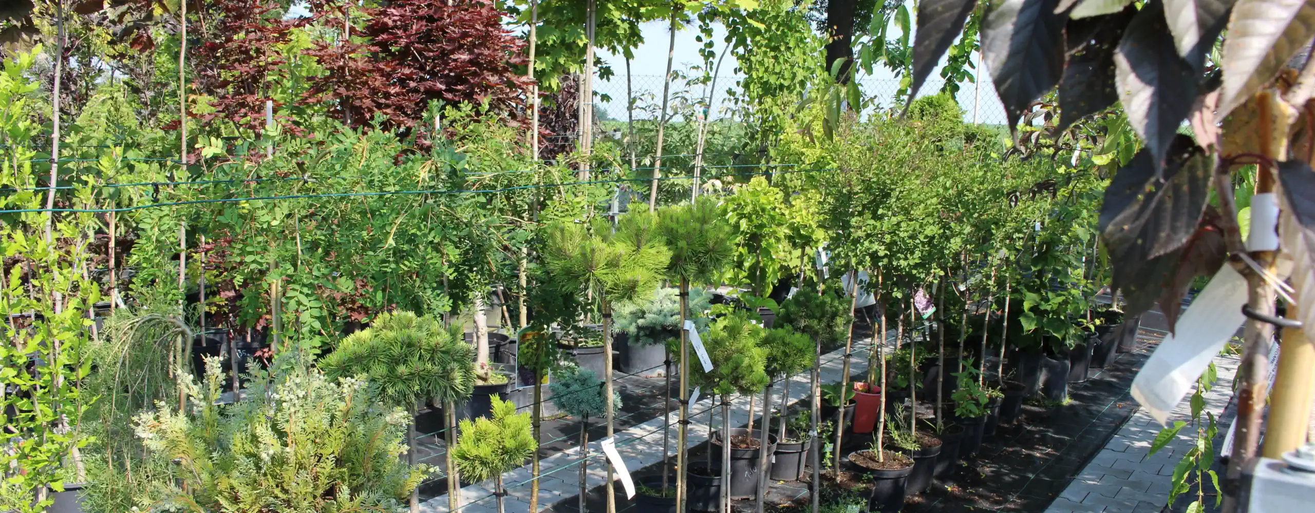 Sklep/szkółka z roślinami ozdobnymi, Ptakowice (gmina Zbrosławice)
