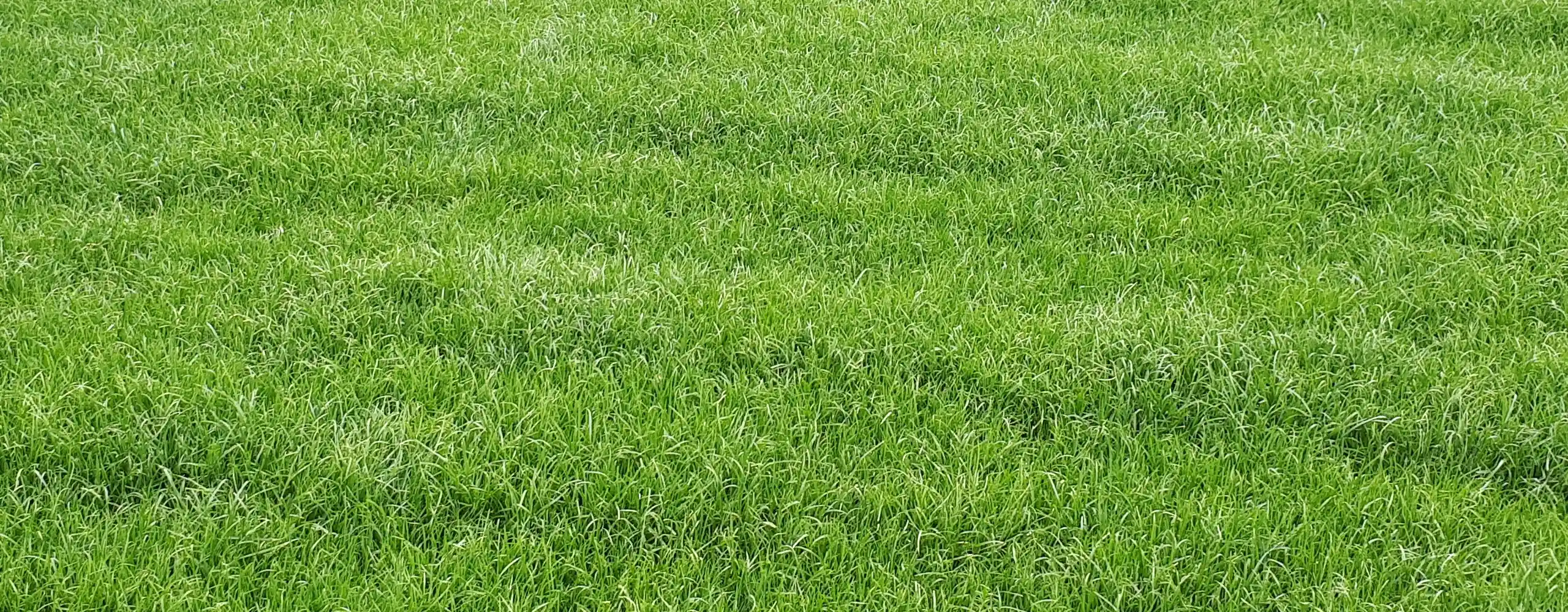 Naturalny trawnik przed koszeniem.